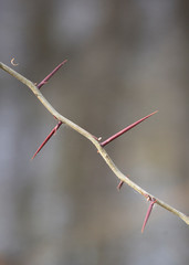 Thorns