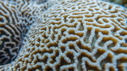 Brain Coral