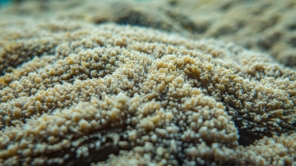 Coral Closeup