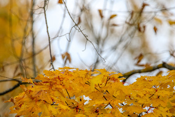 Maple branch in autumn as background.