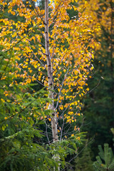 Autumn scene in forest with colorful autumn trees.
