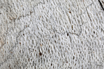Texture di murocon muffa 3x