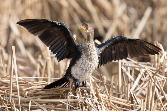 Lone immature reed cormorant drying its wings sitting on dead reeds