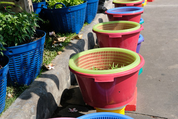 plant vegetable growing in plastic basket. agriculture in city