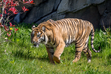 sumatran tiger