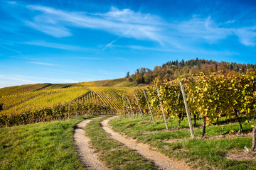 Fototapeta na wymiar Path through vineyard in fall against blue sky