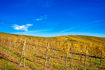 Fototapeta na wymiar Autumn scenery in vineyard against blue sky