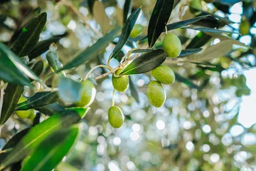 Photo sur Plexiglas Olivier Mediterranean olive tree branches with ripe olives