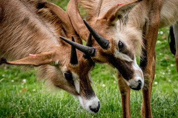 roan antelope