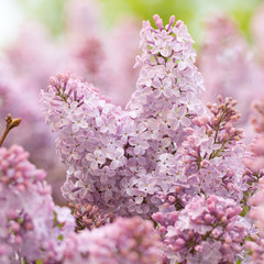 branch of a beautiful lilac lush blossoms in a summer park or garden