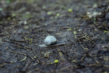 Snail