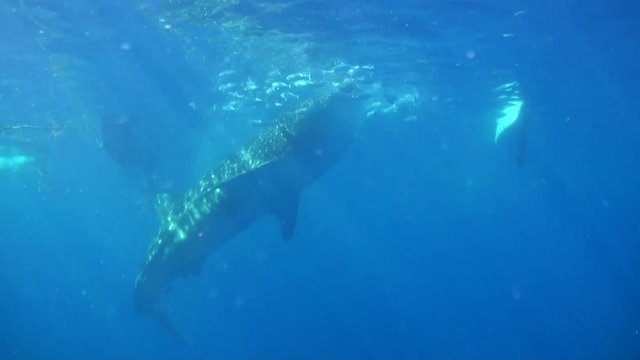 Whaleshark feeding On the Surface Next To Outrigger Boat