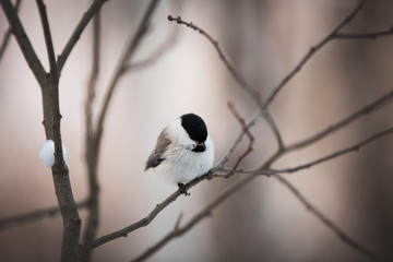 Obraz na płótnie Canvas Image of beautiful marsh tit bird sitting on the branch in the winter forest