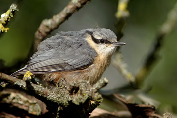 Juveniler Kleiber