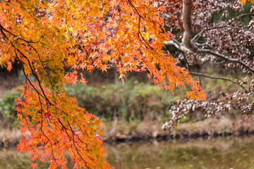 Autumn leaves of Chiba city, Chiba prefecture, Japan