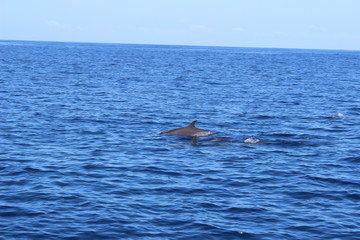 Obraz premium Dauphins en liberté dans les caraïbes