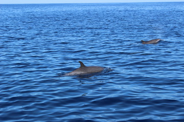Fototapeta premium Dauphins en liberté dans les caraïbes