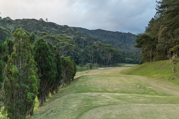 Golf in forest 