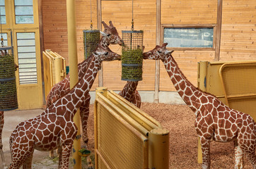  giraffe in zoo