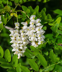 flowering acacia tree white
