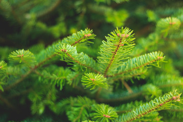 Spruce in a forest. Nature background, close up.
