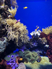 Many fish, anemonsand sea creatures, plants and corals under water near the seabed with sand and stones in blue and purple colors seascapes, views, sea life