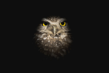 Wise Owl Emerging from the Shadows - Burrowing Owl at Night