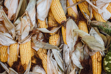 Several yellow dried corn cobs - 237028747
