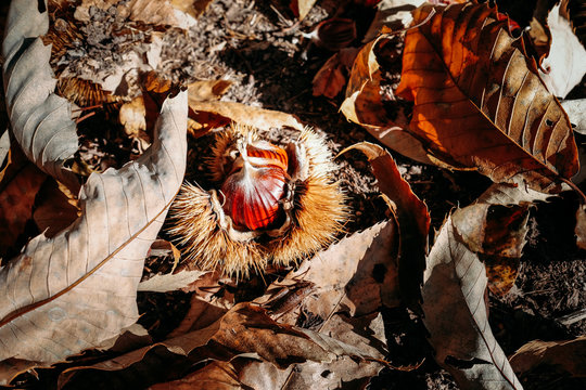 “Chestnut Bur” Images – Browse 217 Stock Photos, Vectors, and Video