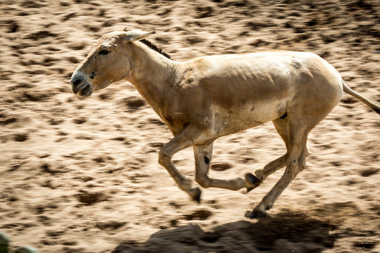 onager