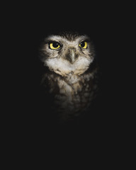 Wise Old Owl Lurking in the Night - Burrowing Owl in the Dark