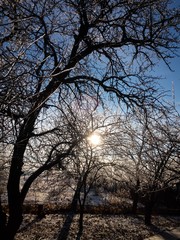 tree in the ice at winter