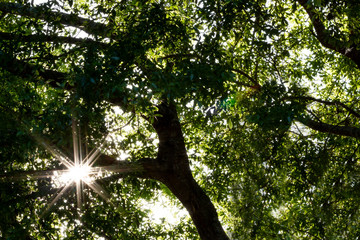 Tree Starburst Background