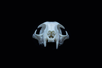 A bobcat skull shot against an isolated black background