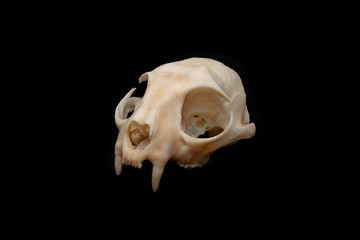 A bobcat skull shot against an isolated black background