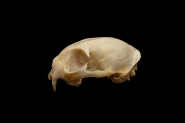 A bobcat skull shot against an isolated black background