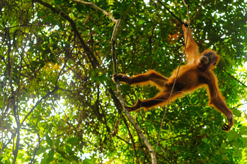 Orangutan jumping © Rita