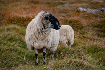 Sheeps in meadow