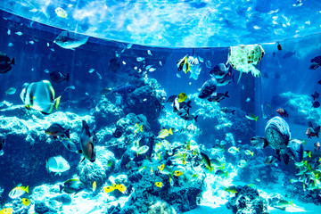 Fototapeta na wymiar サンゴ礁に住む魚たち