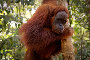 Orangutan posing © Rita