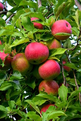 Rote Äpfel, Apfelbaum, Erntezeit in Südtirol