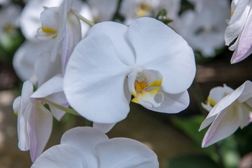 白の蘭