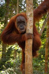 Obraz premium Orangutan holding a tree