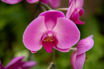 Fototapeta na wymiar 紫の蘭