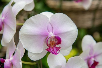Fototapeta na wymiar 白紫の蘭