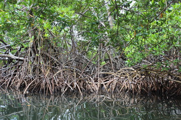 Foret tropicale et climat équatoriale dans une mangrove en Martinique