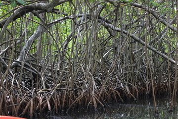Fototapeta premium Foret tropicale et climat équatoriale dans une mangrove en Martinique