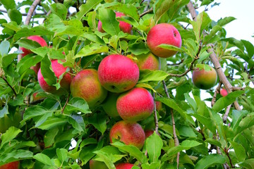 Apfelbaum mit leckeren roten Äpfeln