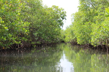 Fototapeta na wymiar Foret tropicale et climat équatoriale dans une mangrove en Martinique