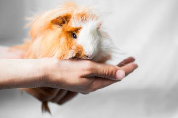 funny white and orange two color furry guinea pig in hands on white background
